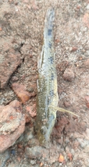 Glossogobius