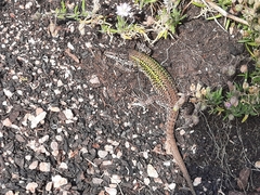 Podarcis carbonelli berlengensis