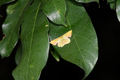 Corymica arnearia