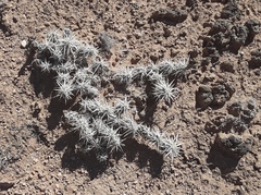 Grusonia clavata