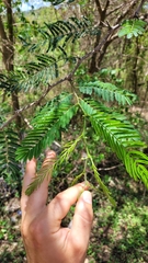 Vachellia tortuosa