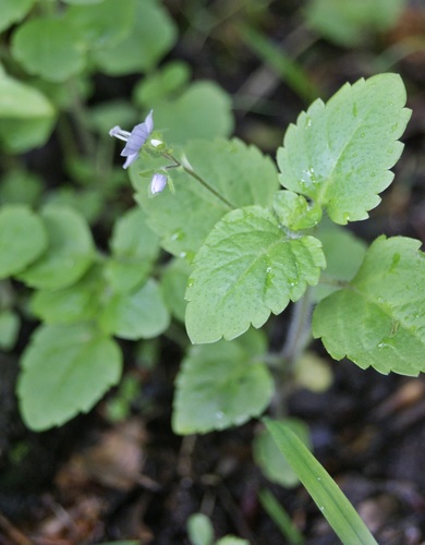 Wood Speedwell