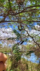Vachellia tortuosa