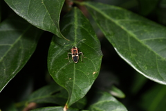 Physopelta gutta gutta