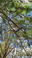 Vachellia tortuosa
