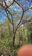 Vachellia tortuosa
