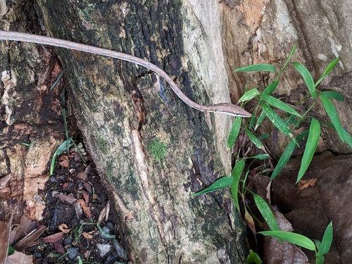 Photo of a Striped Vine Snake (Oxybelis vittatus)
