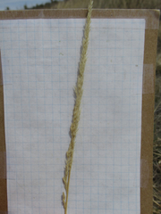 Sporobolus contractus