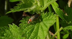 Cantharis nigricans