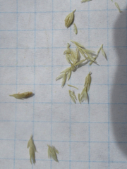 Sporobolus contractus