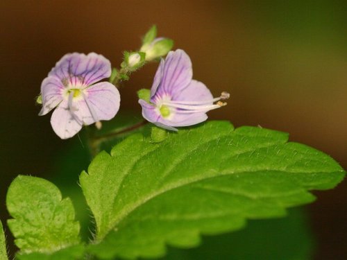 Wood Speedwell