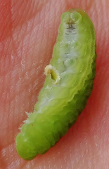 Hypolycaena philippus philippus