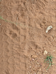 Cosmia trapezina