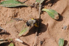 Andrena vaga