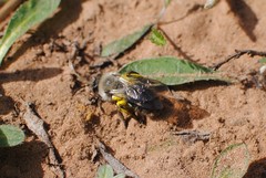 Andrena vaga