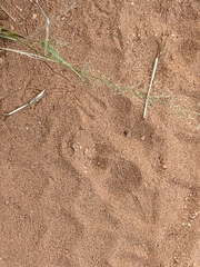 Cosmia trapezina