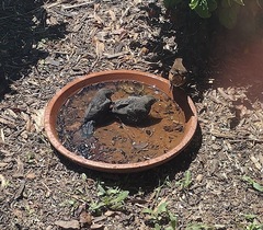 Pipilo erythrophthalmus