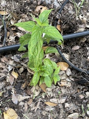 Salvia farinacea