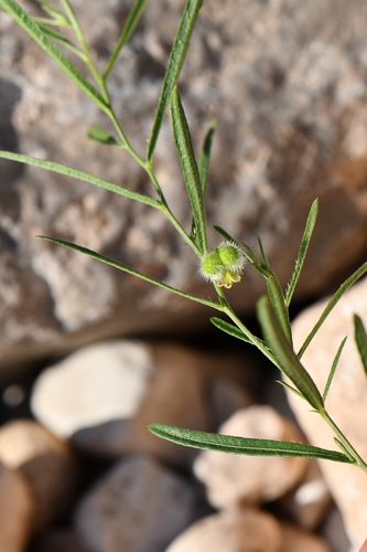 fineleaf noseburn (Tragia leptophylla)