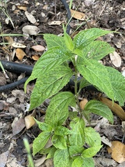 Salvia farinacea