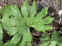 Psacalium peltatum