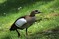 Alopochen aegyptiaca