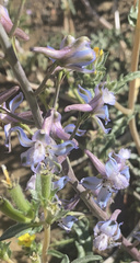 Delphinium parishii parishii