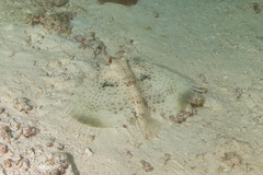 Dactyloptena macracantha