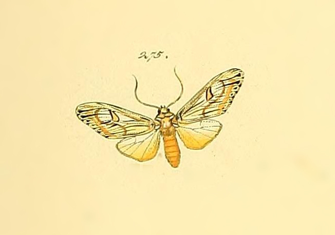 Tascia instructa