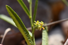 Tragia leptophylla