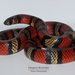 South American Milksnake - Photo (c) Daniel Vásquez-Restrepo, some rights reserved (CC BY-NC), uploaded by Daniel Vásquez-Restrepo