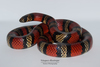 South American Milksnake - Photo (c) Daniel Vásquez-Restrepo, some rights reserved (CC BY-NC), uploaded by Daniel Vásquez-Restrepo