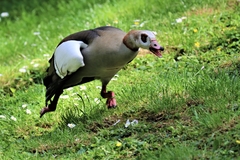 Alopochen aegyptiaca