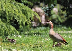 Alopochen aegyptiaca