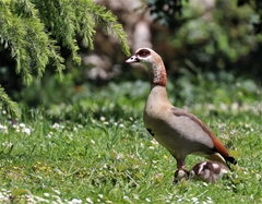 Alopochen aegyptiaca