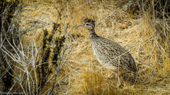 Nothoprocta perdicaria