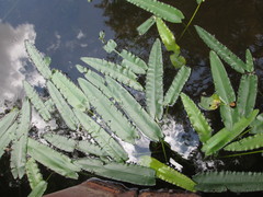 Nuphar sagittifolia