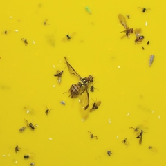 Zeugodacus cucurbitae