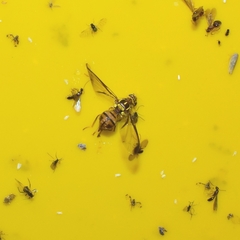 Zeugodacus cucurbitae