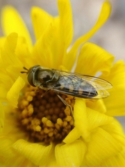 Austroscaeva