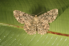 Epimecis fraternaria