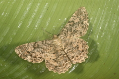 Epimecis fraternaria