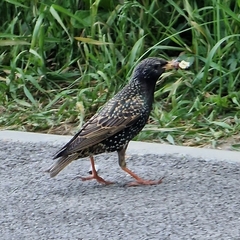 Sturnus vulgaris