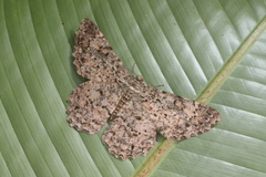 Epimecis fraternaria