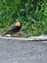 Sturnus vulgaris