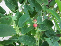 Salacia chinensis