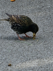 Sturnus vulgaris