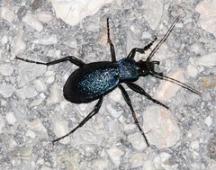 Carabus croaticus