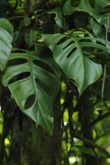 Monstera acuminata