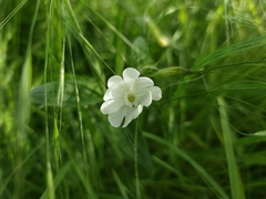 Silene latifolia